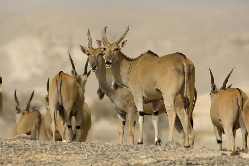 חוות האנטילופות